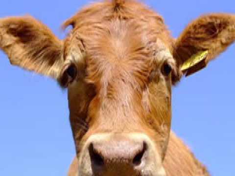 I Am Cow Music Video (my version)
