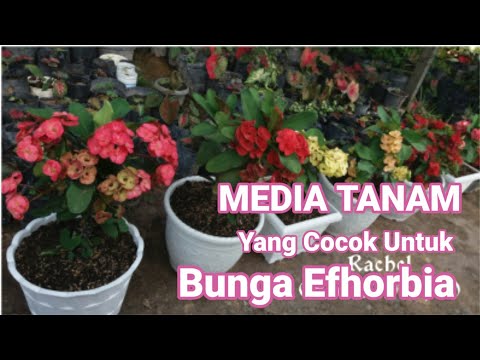 Video: Menanam Dan Merawat Heuchera (26 Foto): Menanam Bunga Abadi Di Lapangan Terbuka. Bagaimana Cara Transplantasi Tanaman Di Musim Gugur?