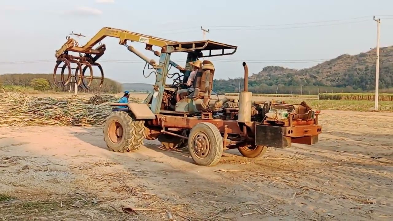 ปีนี้แรงตกเยอะคีบเจ้าคุณปู่#ไร่วิจิตรปัญญา#ชีวิตคือการทำงาน #หวานเจี้ยบ 