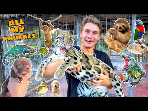 Video: Exotic Pet Care: Bobcats jako mazlíčci