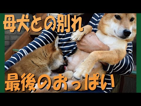 子犬が母犬との別れ際に最後のおっぱいを飲みまくる＝！【甲斐犬・柴犬】