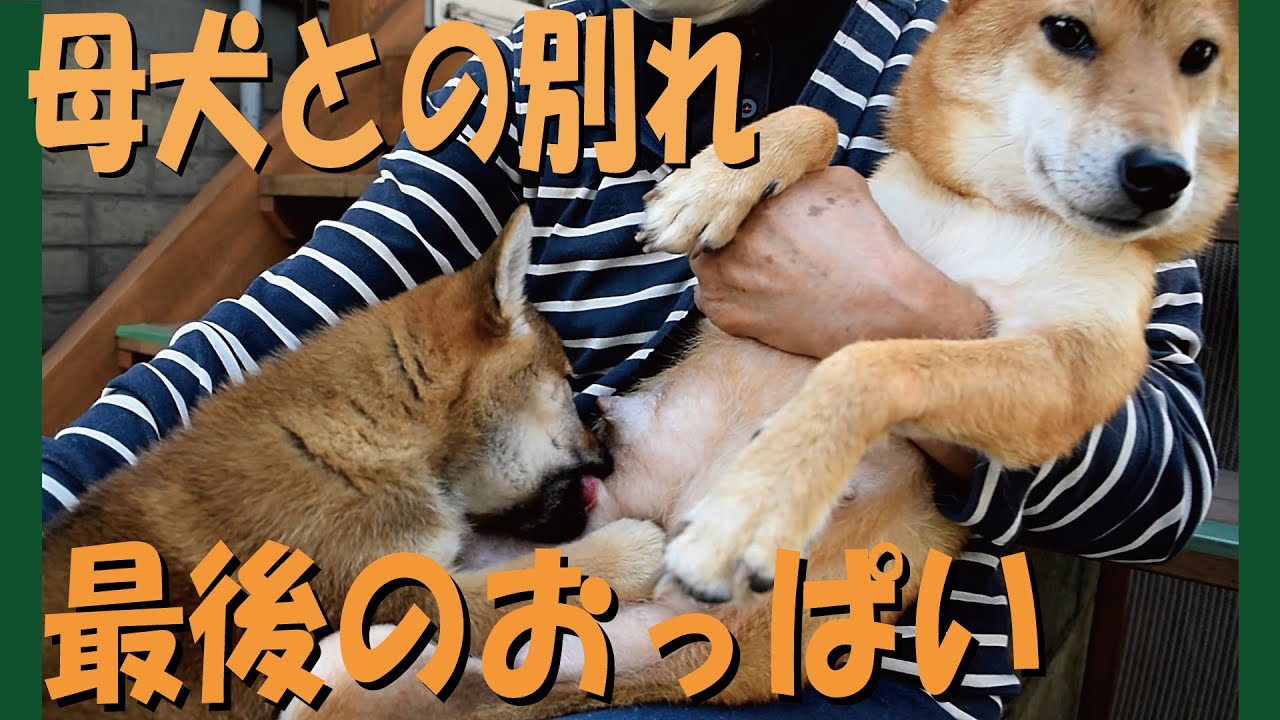 子犬が母犬との別れ際に最後のおっぱいを飲みまくる 甲斐犬 柴犬 Youtube