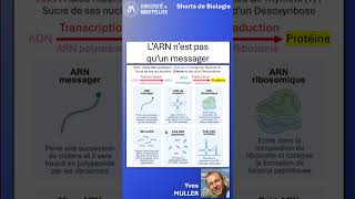 14. L'ARN n'est pas qu'un messager