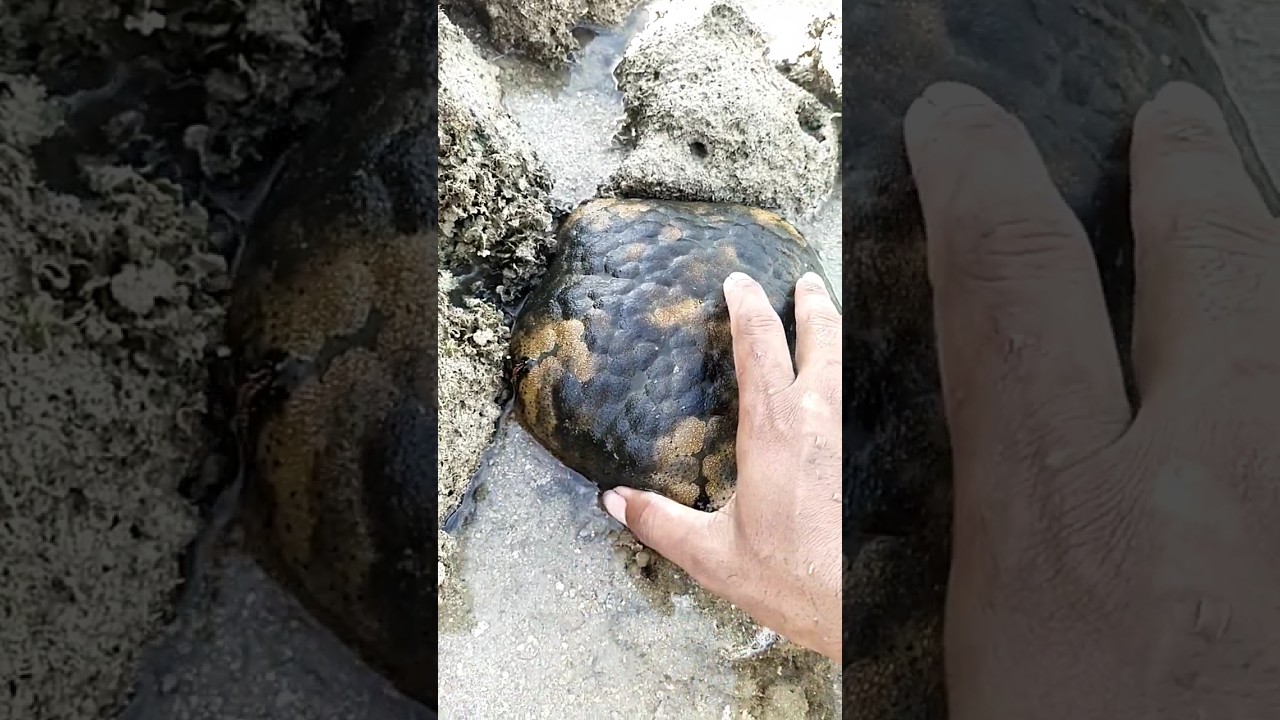 bintang/ rumah Patrick