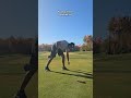 Colored Trees will be Missed. #golf