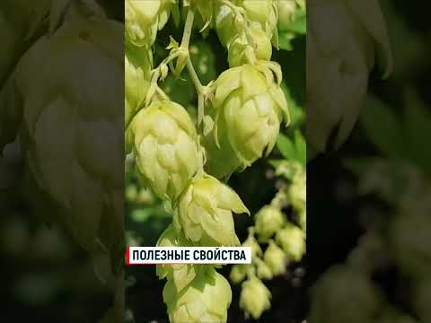 Хмель полезные свойства