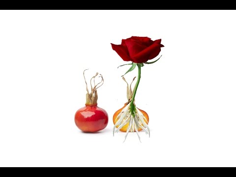 How To Grow Roses From Seed Fast And Easy Way Growing How To Grow Roses From Seed Fast And Easy Way Growing