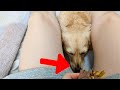 Owner gives treats and toys to cute dog【Dachshund dog】
