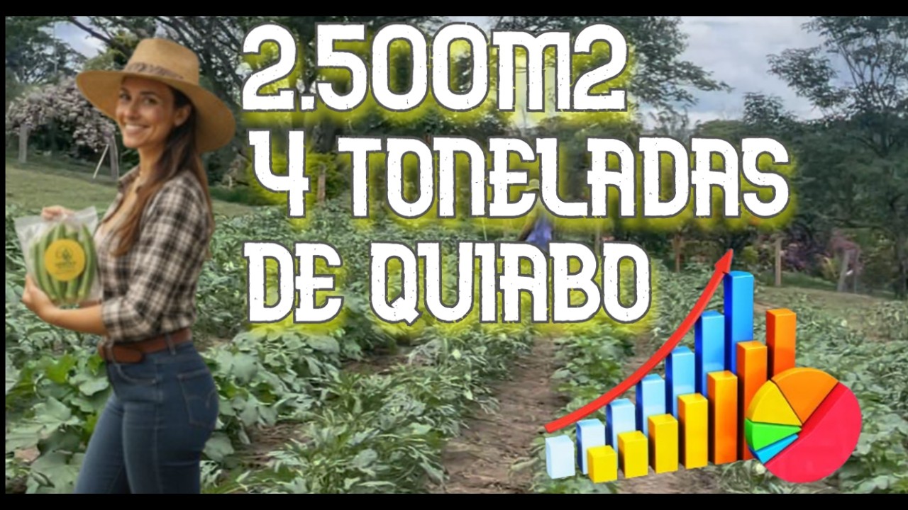 Quiabo em Alta!!! A Roça que não para de produzir.