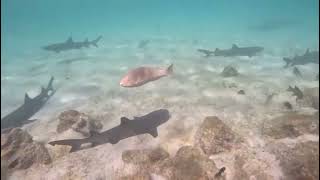 Isla Floreana snorkeling with Sharks 