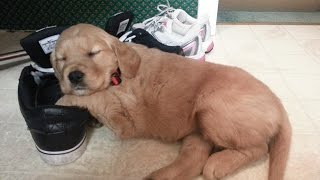 Lucy The Golden Retriever Photo Compilation (6 weeks- 2. Lucy The Golden Retriever Photo Compilation (6 weeks- 2.