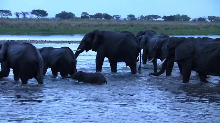 Elephants crossing the Zambezi