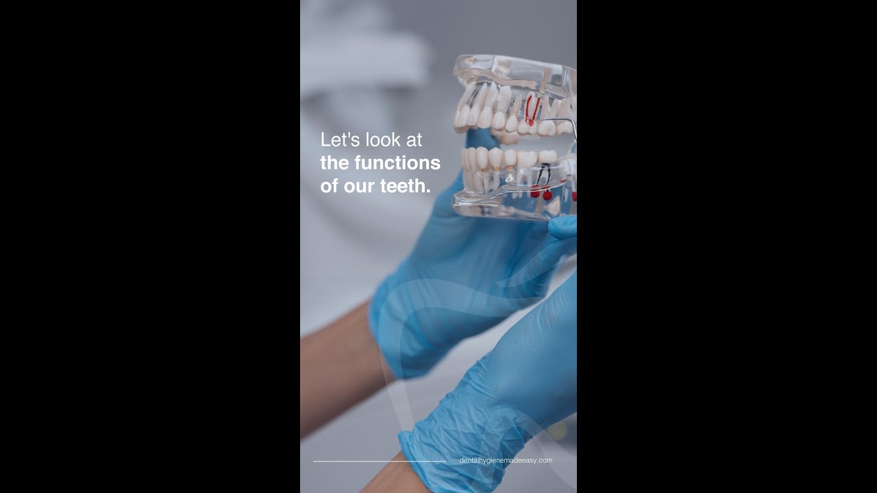 Let's look at the functions of our teeth.