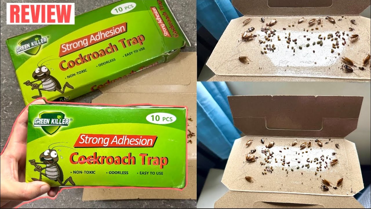 Real Results: Testing Cockroach Adhesive Traps for Effectiveness | Honest Review