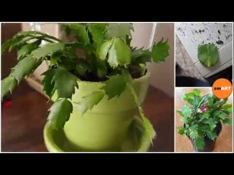 Christmas Cactus Cuttings - Cactus Flower Plant