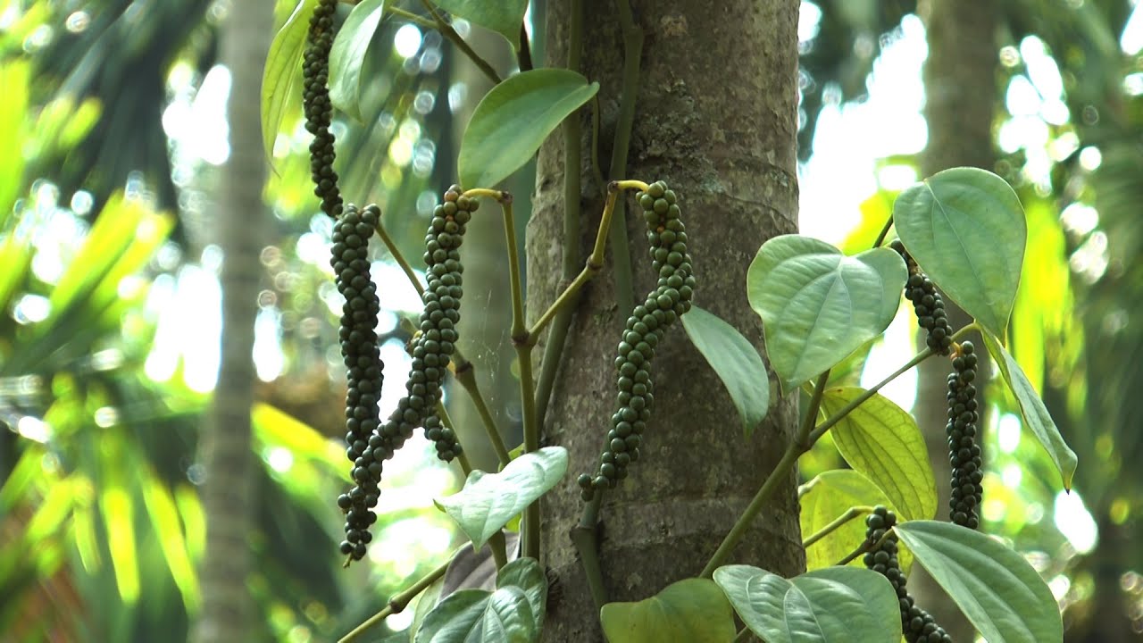ಯಶಸ್ವಿ ಅಂತರಬೆಳೆಯಾಗಿ ಏಲಕ್ಕಿ ಮತ್ತು ಕಾಳುಮೆಣಸು - ಶ್ರೀ ರವೀಶ ಎಲ್ | Cardamom and Black Pepper as Intercrops