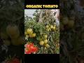 100 Se v Jyada Tamatar Terrace Par🥰 | Organic tomato 🍅