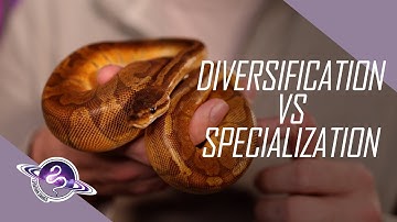 Breeding Ball Pythons | Diversification VS Specialization