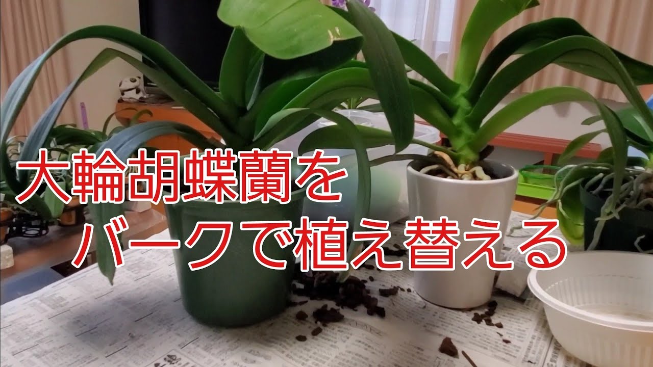 胡蝶蘭をバークチップで植え替える Youtube