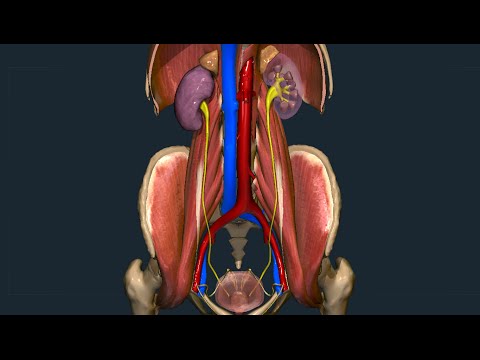 Video: Anatomia, Funzione E Diagramma Dell'arteria Mesenterica Superiore - Body Maps