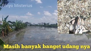 Berburu ikan sisa panen Nemu banyak udang terdampar sampai takut saya kira belum di panen