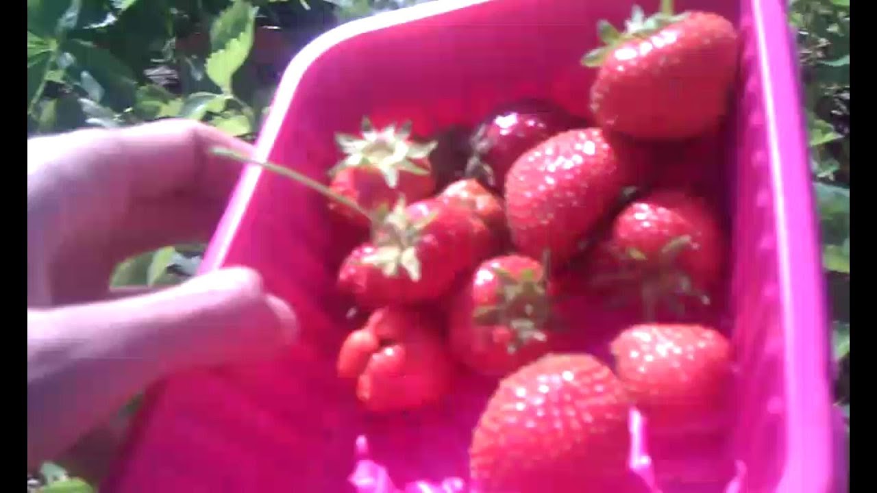 My Trip to the Strawberry Farm in The Irish countryside YouTube