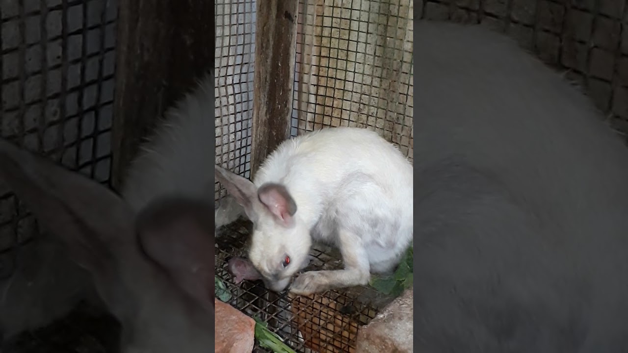 BJ PETS WORLD YouTube