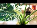 【フィロデンドロン】フィロデンドロン…沼ではないか？（Vlog/013）