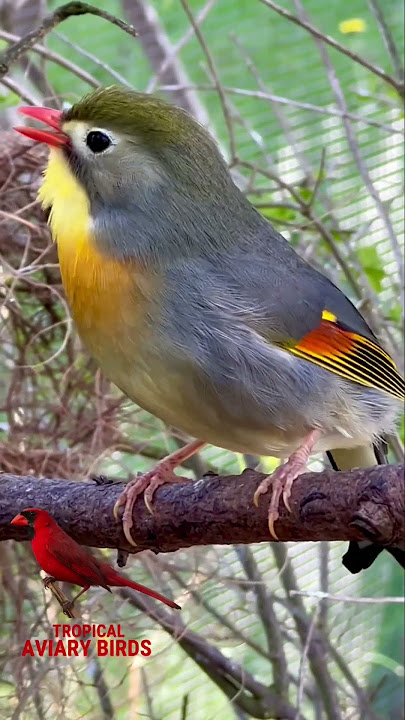 AMAZING Bird Song from several Pekin Robins | Aviary Birds #birds #birdsounds #birdsong