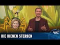 Glyphosat: Julia Klöckner tut nur so, als hätte sie die Bienen lieb! | heute-show vom 11.12.2020