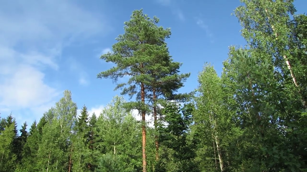 Trying out my new camera in a stormy weather ~2025.08.15-16~