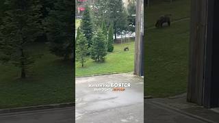 Нашествие медведей в Красной Поляне #медведь #медвежата #краснаяполяна #сочи