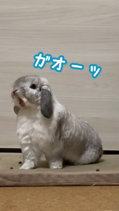 うさぎのラブくん