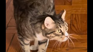 The Invader #adoptedcats  #catlover  #nomnom  #tabbycat  #cat  #catvideos  #cute  #catbehavior