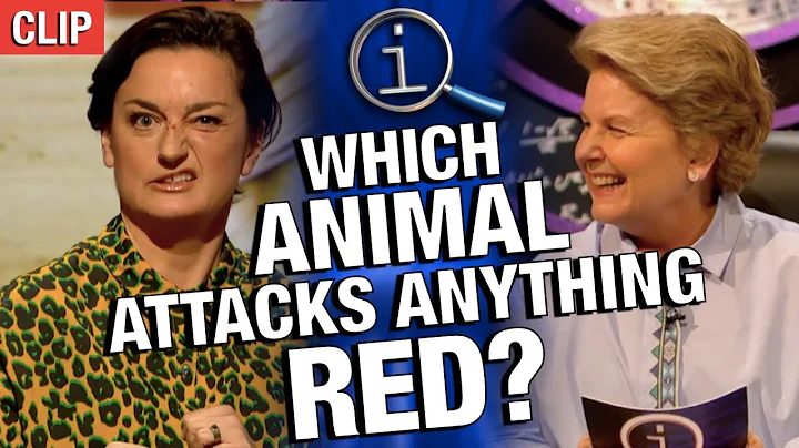 Which Animal Attacks Anything Red? | QI