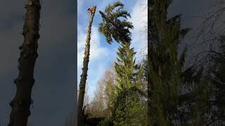 Сброс Большой Макушки #Chainsawman #Arboristika #Arboristlife #Treework #Arborist #Husqvarna #Stihl