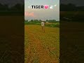 Tiger🥺❤️🕊️#pigeonlover #pigeonshortvideo #pigeontraning #shorts #shorts #pigeonlover #1millionviews