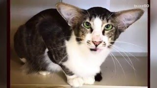 Homeless cat looks like Star Wars character gets adopted