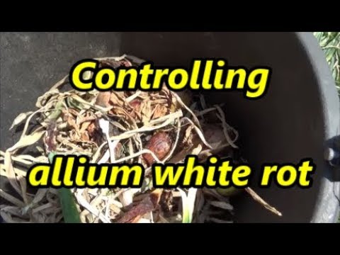 Video: Defeat White Rot