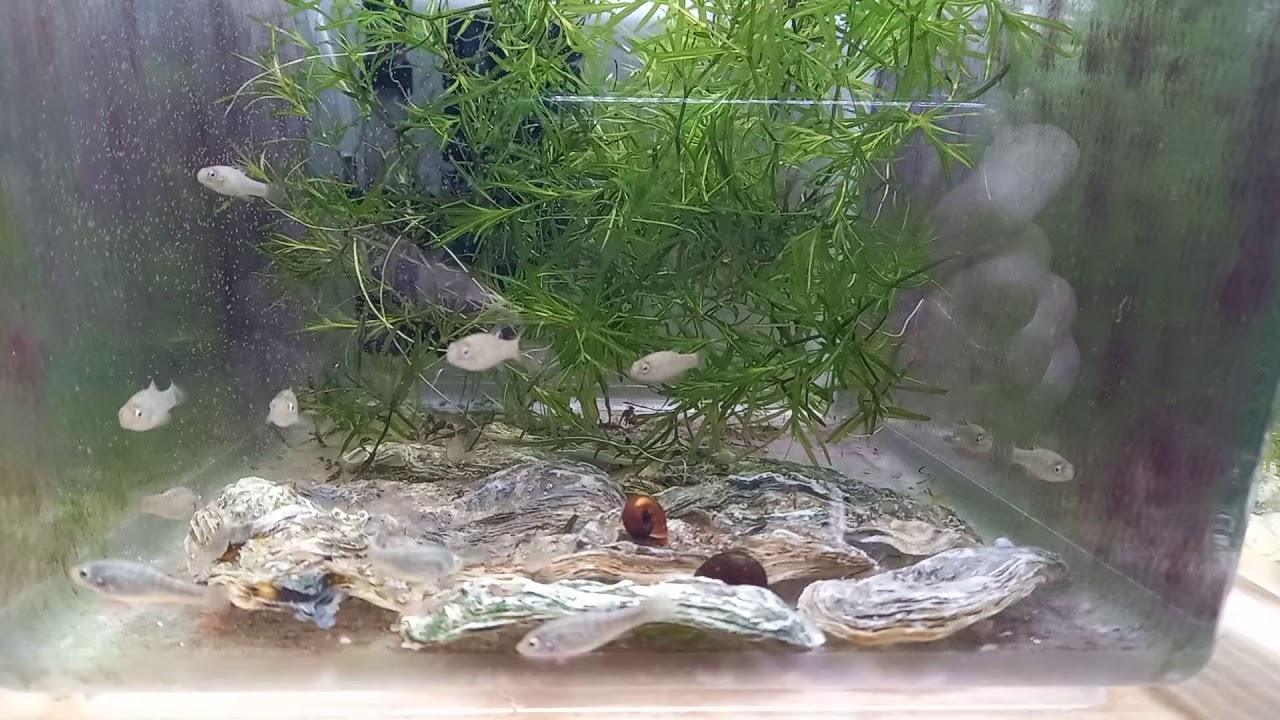 Cyprinodon veronicae