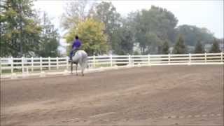 Western Dressage ~  Basic Level Test 2