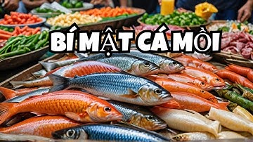 LOẠI CÁ NÀO TỐT NHẤT THẾ GIỚI ? Cá mồi – Loại cá tốt nhất thế giới, ở chợ Việt Nam bán rẻ khó tin!