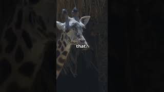 Did you know Giraffes' Sleep Secrets