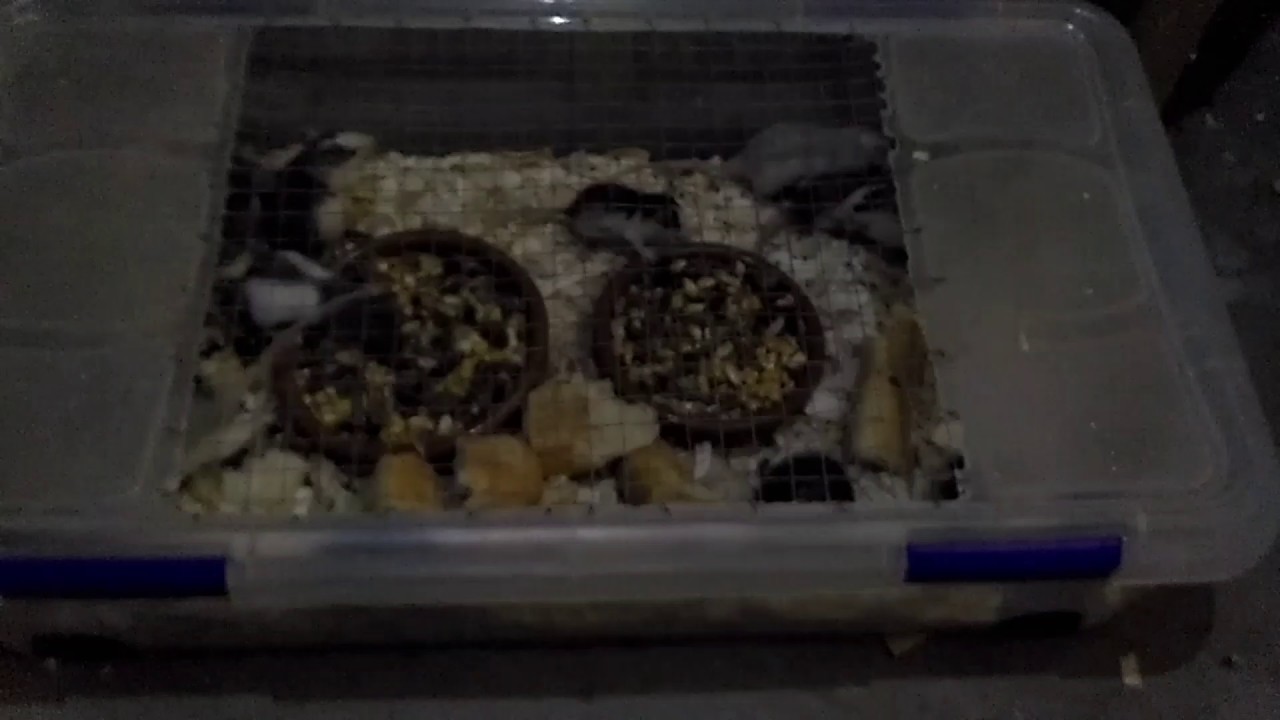 Rack de roedores, cria de rata y raton - YouTube
