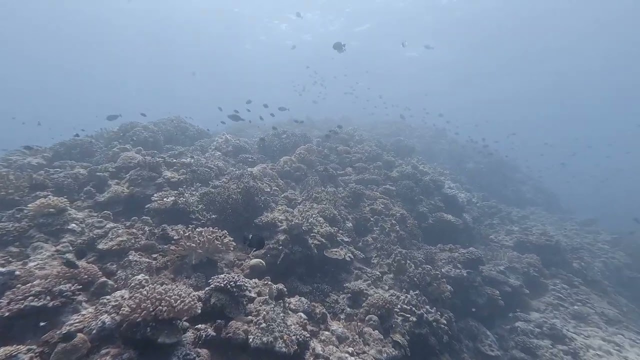 Kuroshima Island Apr '25