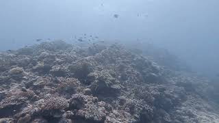 Kuroshima Island Apr '25