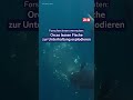 Forscher:innen vermuten: Orcas lassen Fische zur Unterhaltung explodieren