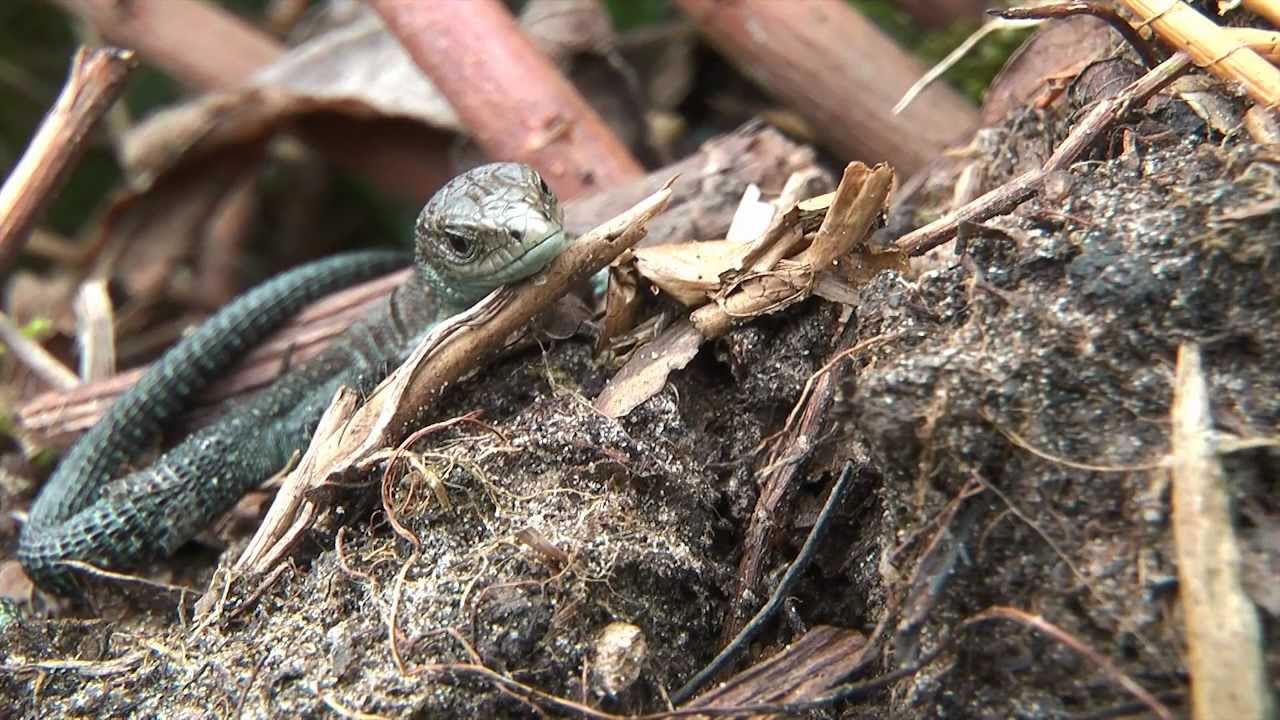Levendbarende hagedis Zootoca vivipara Viviparous lizard