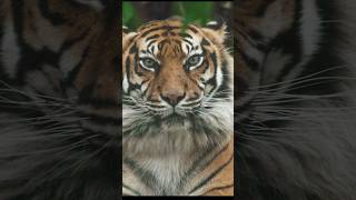 Wildlife photography #wildlife #animals  #wildlifephotography  #tiger