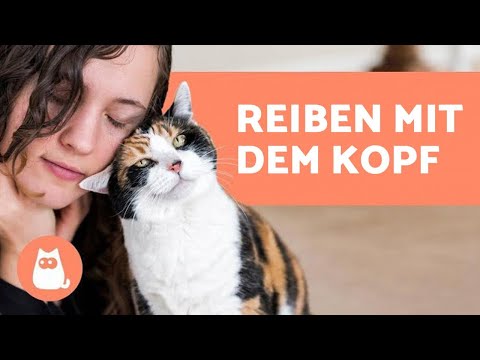 Video: Liste der bizarren und einzigartigen Pet Holidays